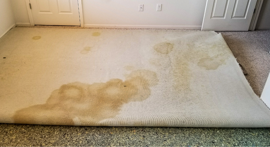 Pet Stain and Odor Removal in Martinez CA
